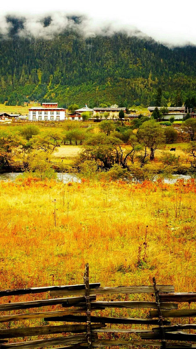 图集丨拉林高速 串联了西藏最灿烂的秋色