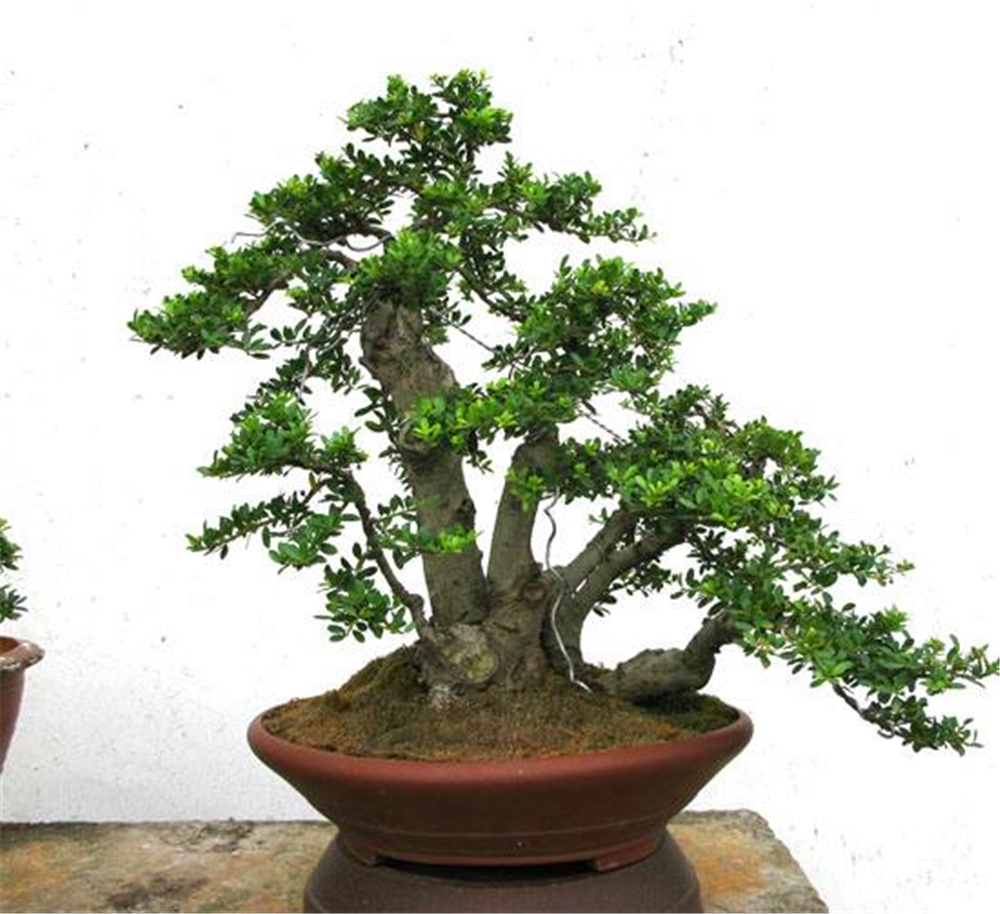 老王乡下挖颗"茶树"做盆景,枝干斑斓古雅,茶香怡人,真有价值