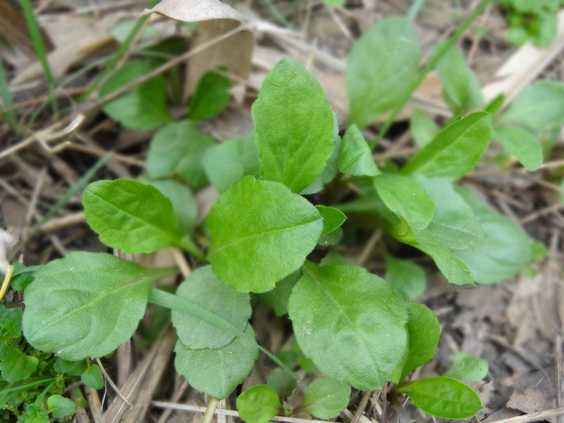 农村一种常见的"野草",现在成了"养生菜",食药兼备,营养高