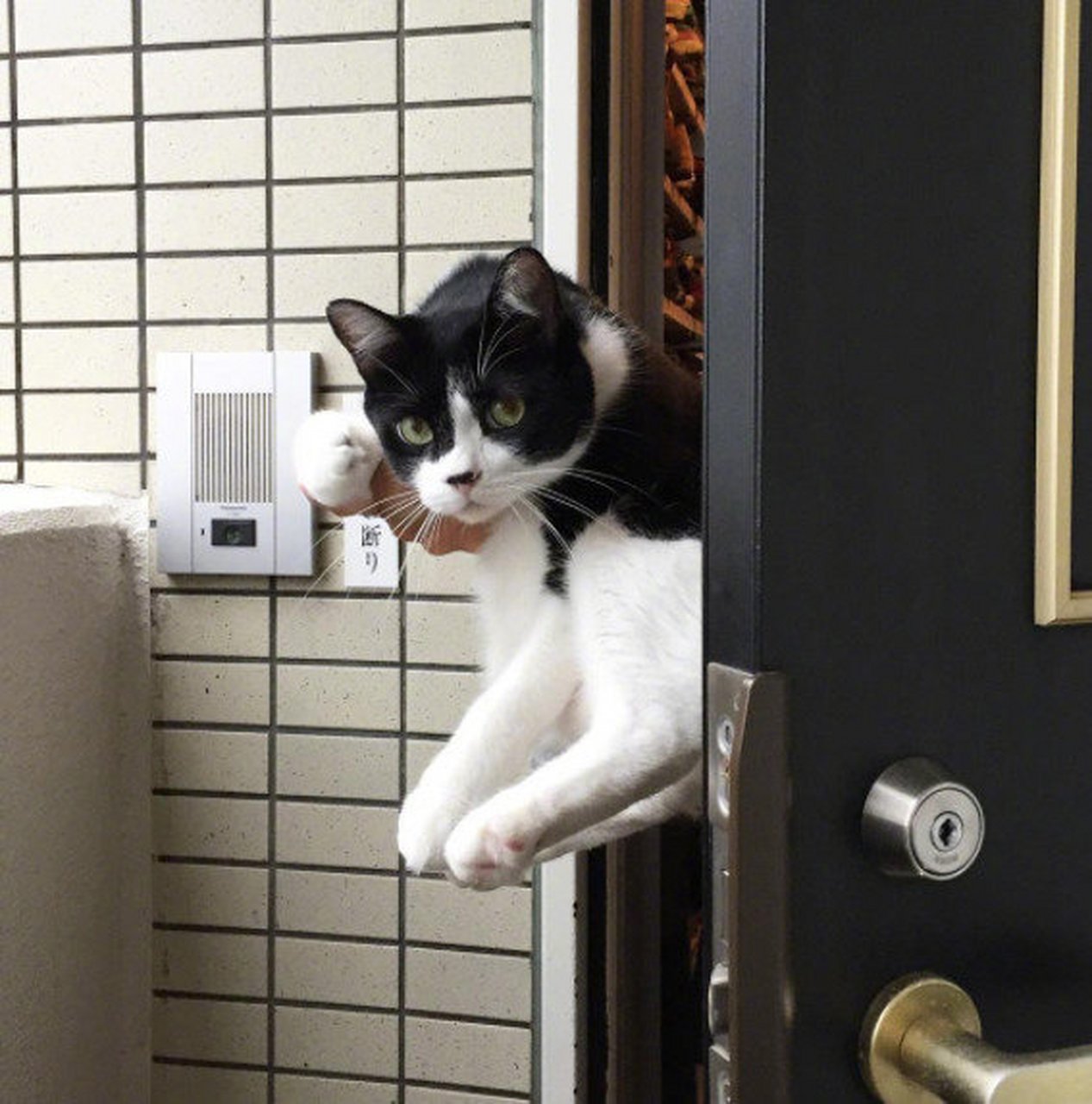 连续送铲屎官上班几天,从恋恋不舍到一脸平静,最后竟然连送都不送