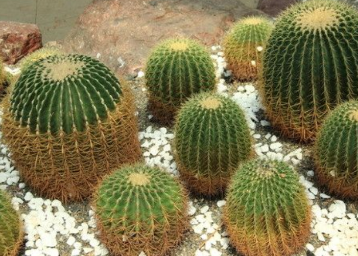 金琥球,生性强健繁衍能力强,不论播种,扦插,嫁接都能成活生长