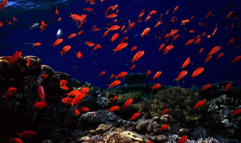 美图:一组深海里的动植物美图欣赏