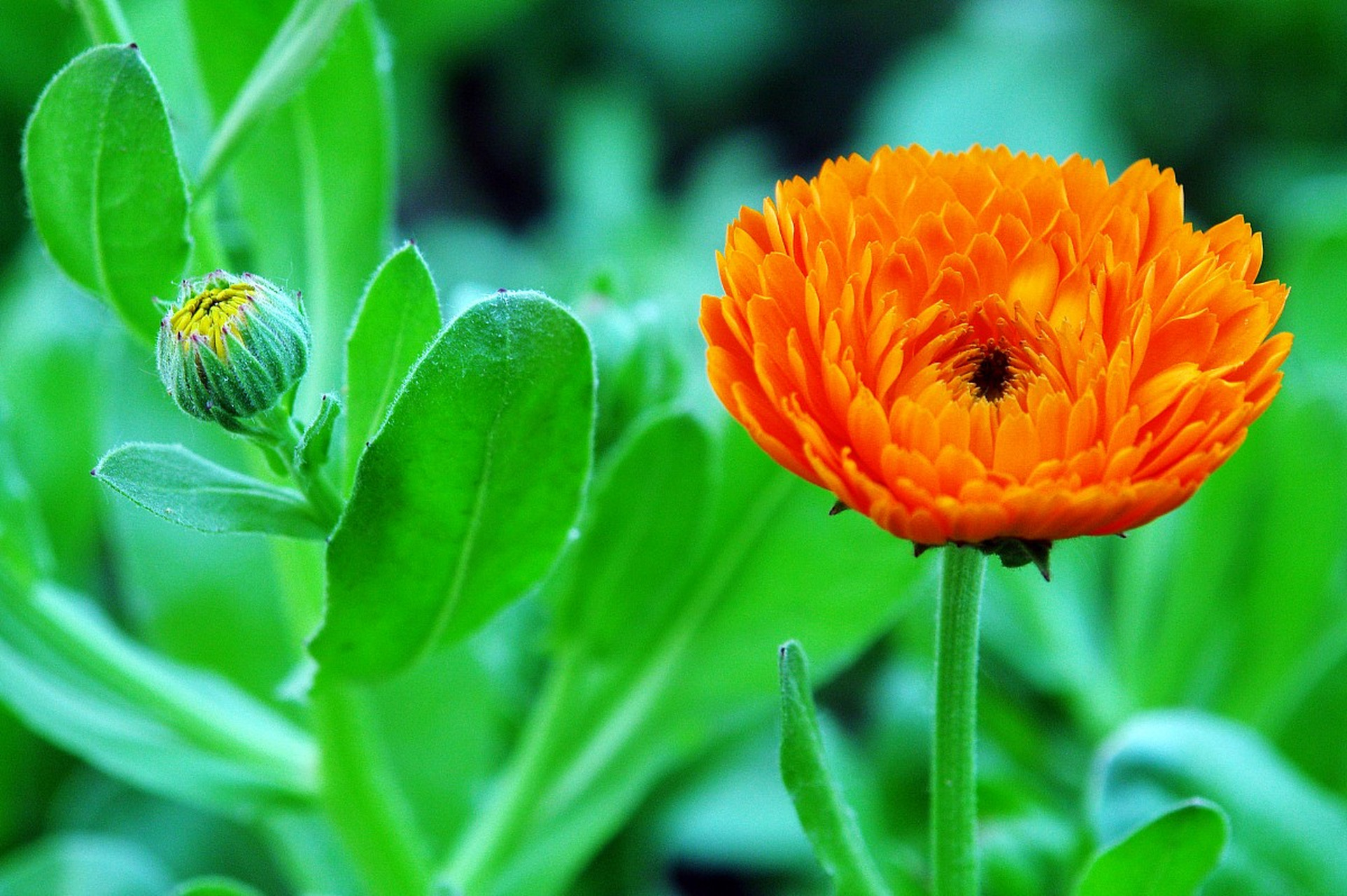 金盏花可在离别是送给好友,以此来表达心中的不舍和思念之情,也可送给