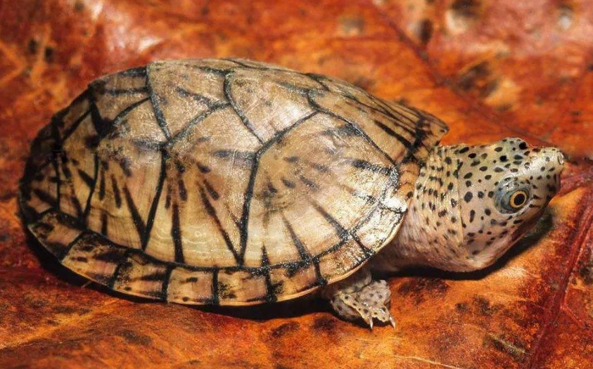 夏九爬宠社:巨头麝香龟,长着大头的好斗分子