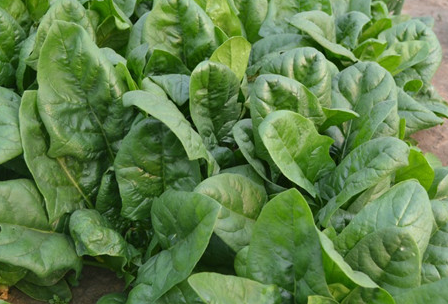 买菠菜时,选尖叶还是圆叶?老农:牢记"这3点",新鲜又好吃