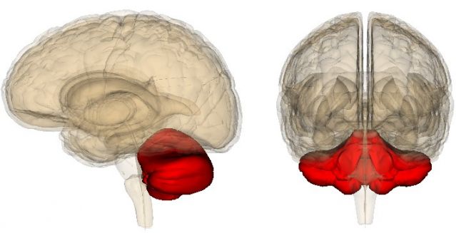 健康:自闭症,浦肯野细胞和小脑交织在一起