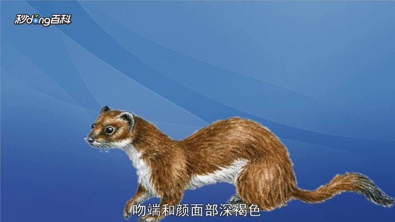 原来黄鼬西藏亚种长这样,大自然,环球自然,好看视频