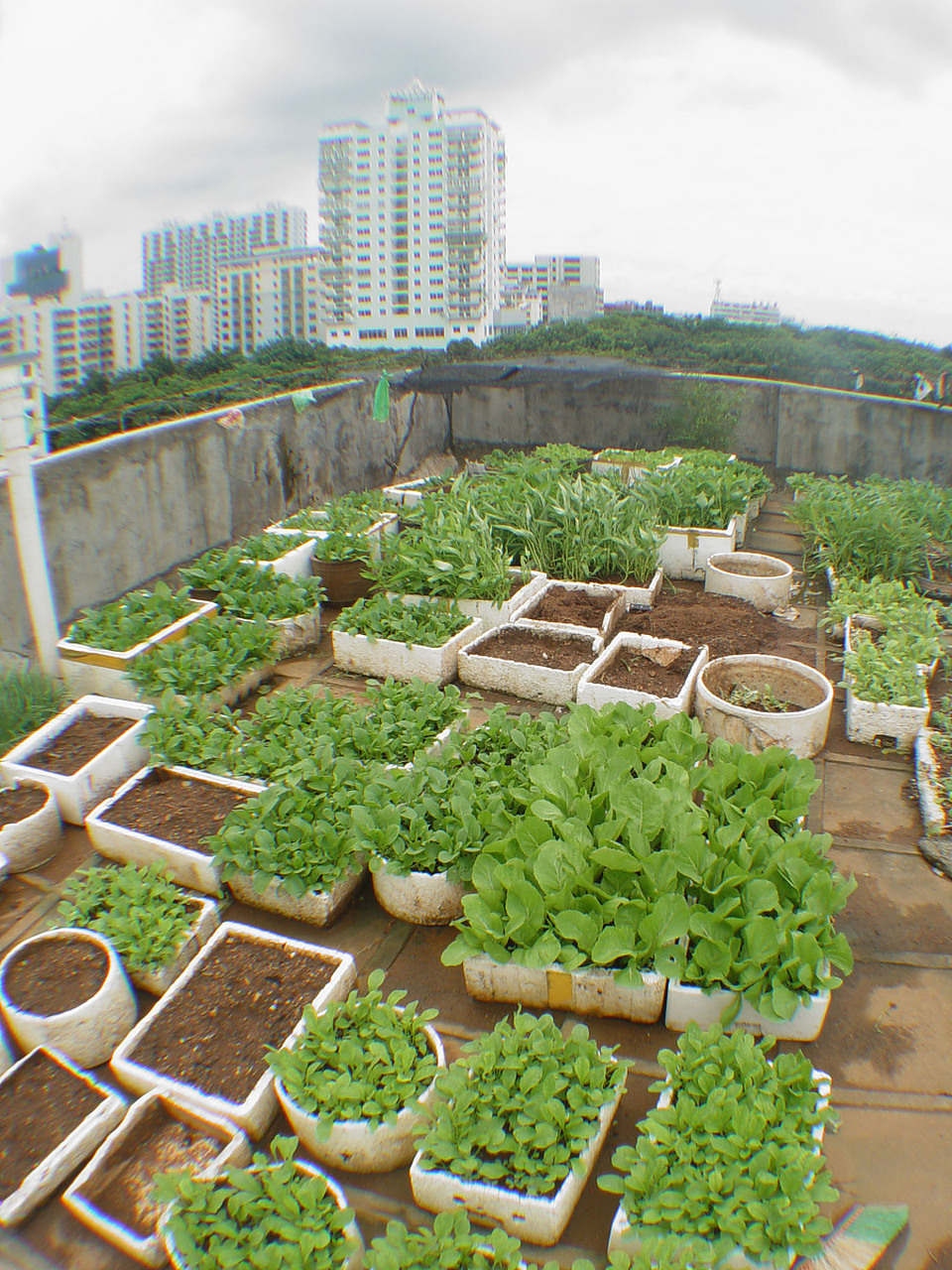 屋顶菜园——城市生活的绿色奇迹