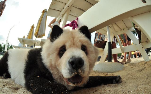 染色熊猫狗"松狮犬",少人养的几大原因