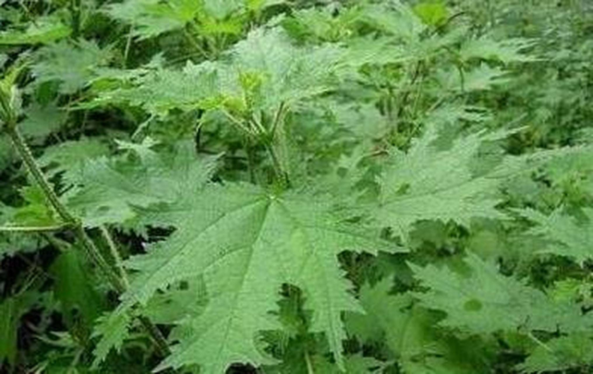 为荨麻科植物掌叶蝎子草或湖北红活麻的全草.掌叶蝎子草分布于四川省.