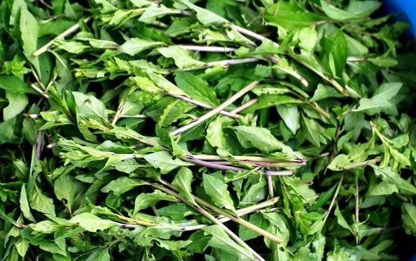 农村的这些野菜个个都是宝,你可能听说过,但是不一定吃过
