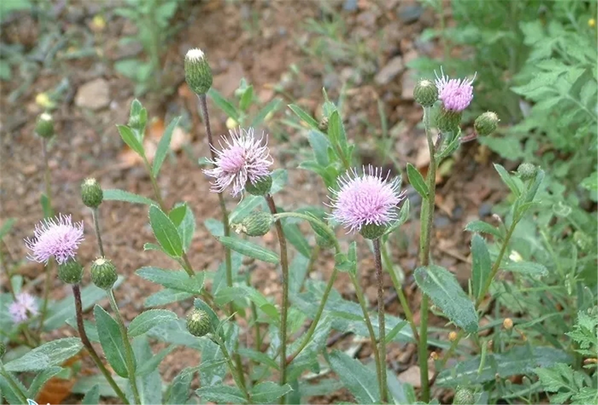 它是野外最常见中草药,可惜很少人知道,都以为是杂草,太浪费了