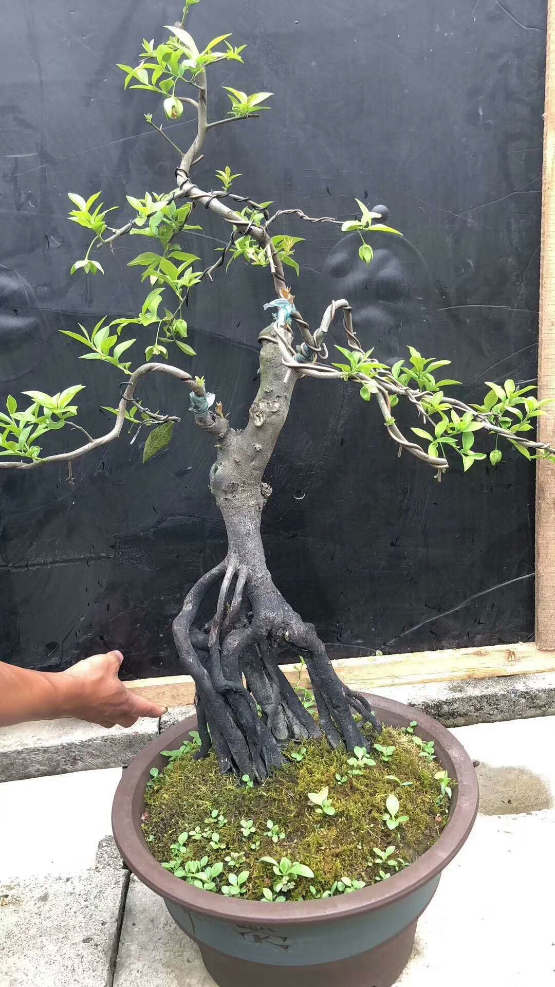 大哥养护的提根金弹子老桩盆景,让人一饱眼福,想拥有吗?