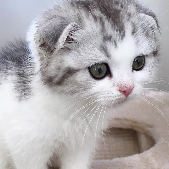 慵懒的折耳猫大图,萌萌的样子,叫人忍不住笑出声