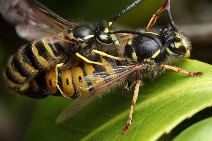蜂王和雄蜂交尾,工蜂要做这四件事,跟娶媳妇很相似
