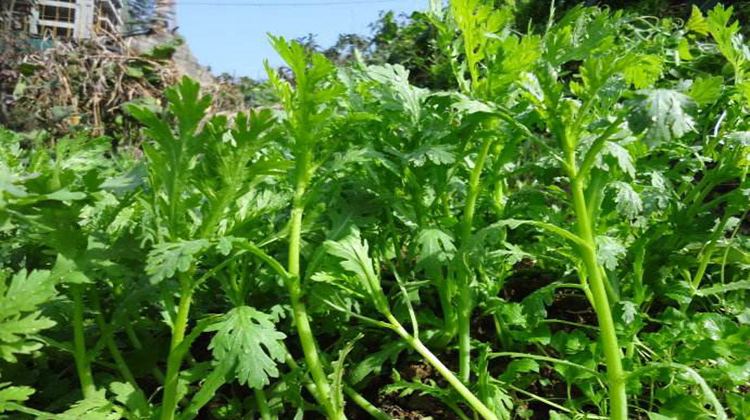 小乐聊三农:如何更好地种植茼蒿?想要提高产量怎么办?