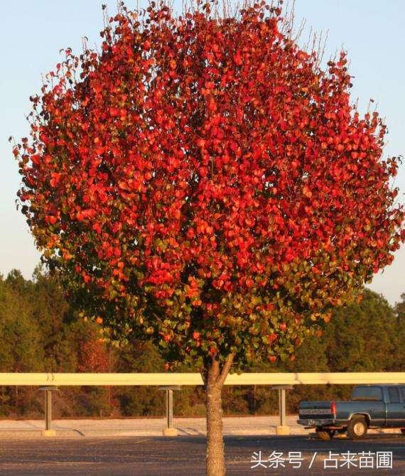 豆梨树有没有,发展前景呢?