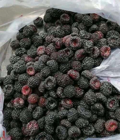 以前农民当零食的"鸡屎泡",如草莓般可口,城里人见到却不敢吃