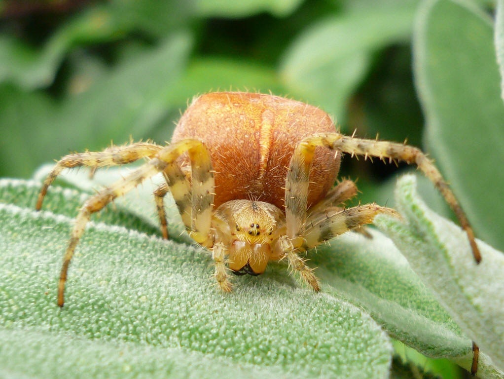 十字园蛛知识科普,教你轻松识别十字园蛛