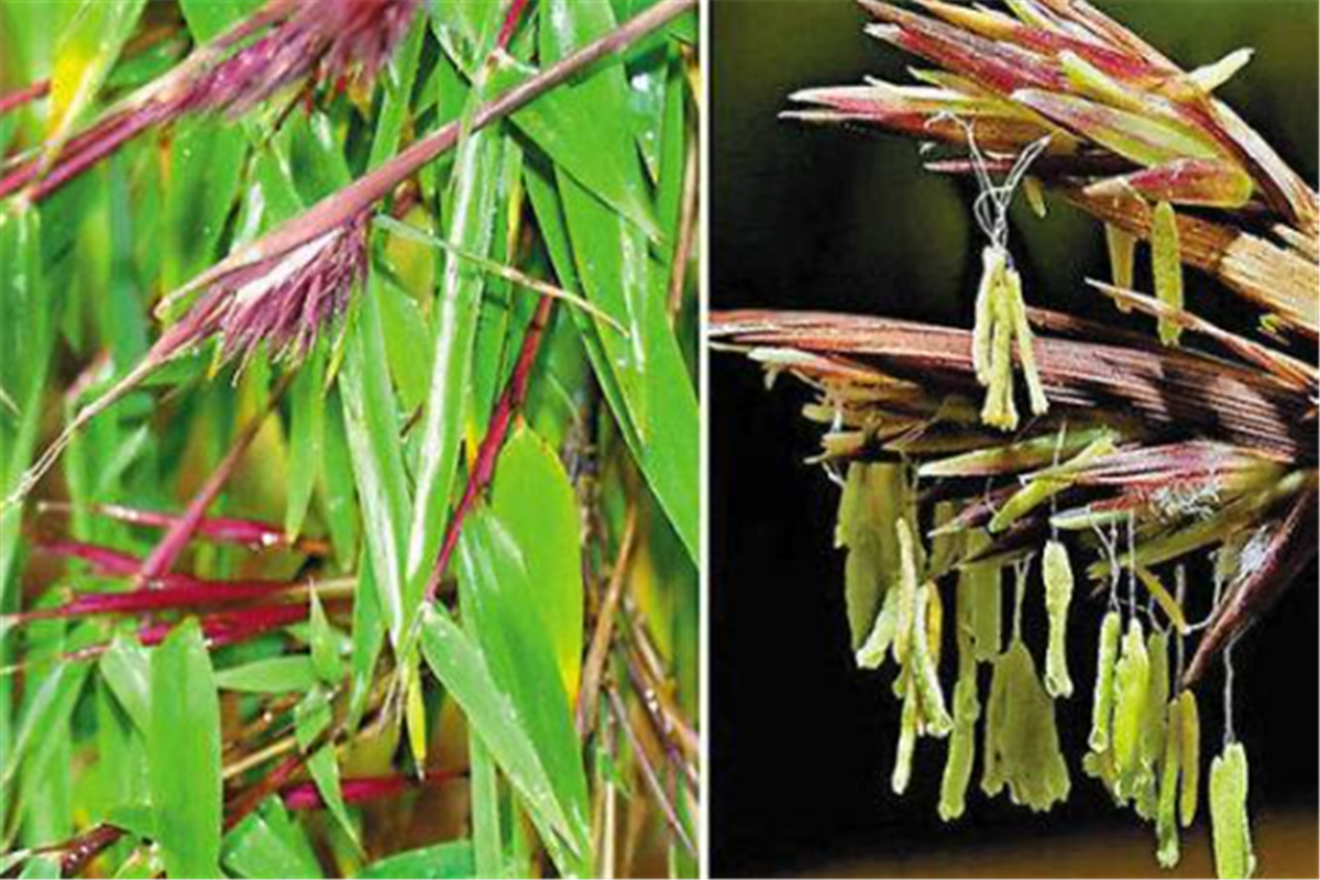 农村人说:"竹子开花,马上搬家",要放在以前,还真不得不防