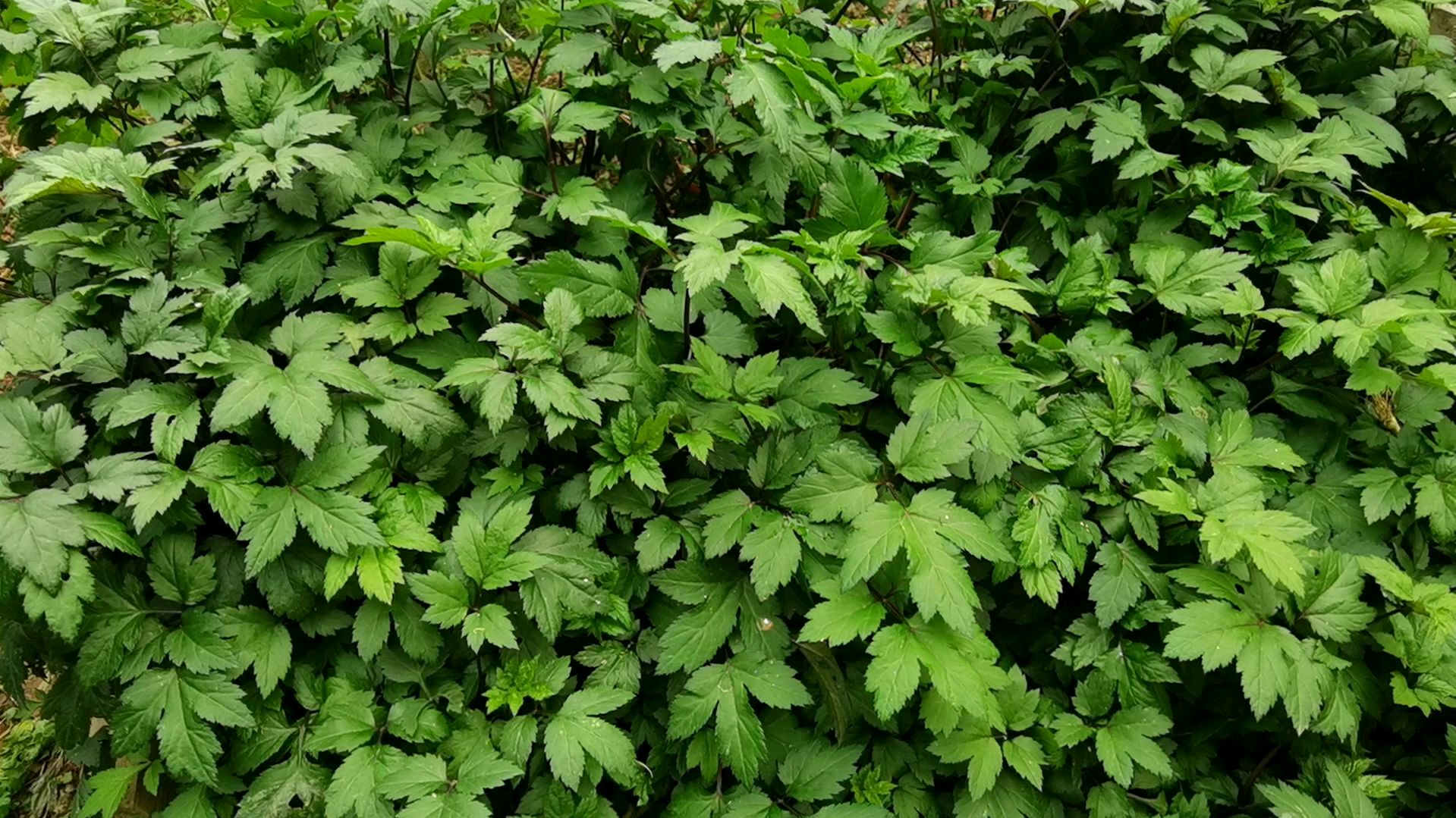 今天跟大家分享“珍珠菜”