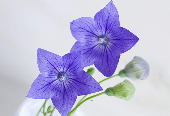 桔梗别称包袱花,铃铛花,僧帽花等,为桔梗科桔梗属多年生草本植物.