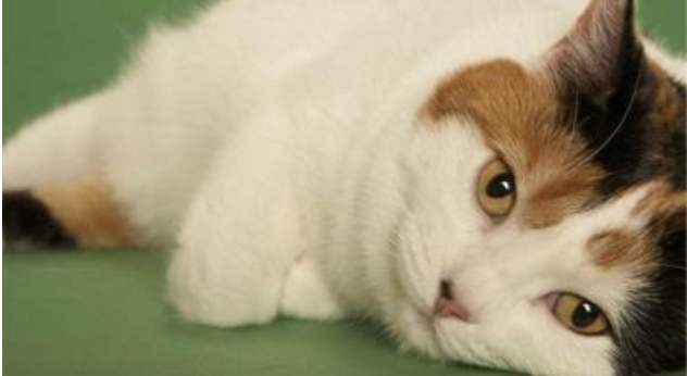 威尔斯猫,不知道你认识吗?可爱伶俐的无尾猫