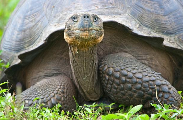 老汉花重金救流泪大龟,几年后老汉家破人亡,大龟还他一份大礼!