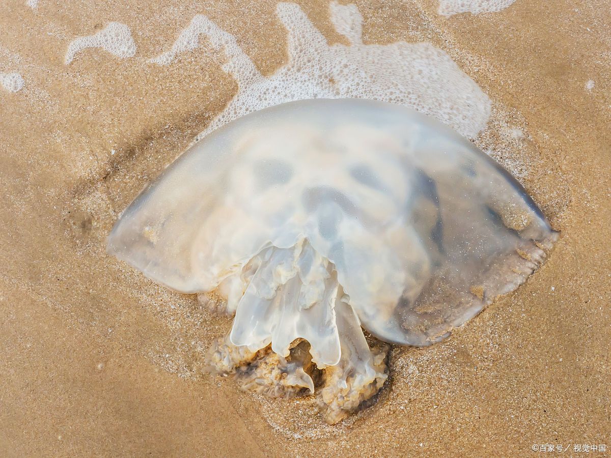 海蜇图片大全 水母图片