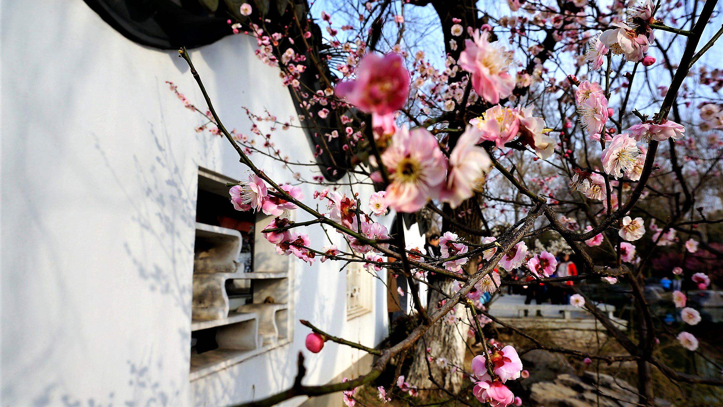 洁白素雅的江梅,粉红淡妆的宫粉,色如丹霞的朱砂争相斗艳,美不胜收.