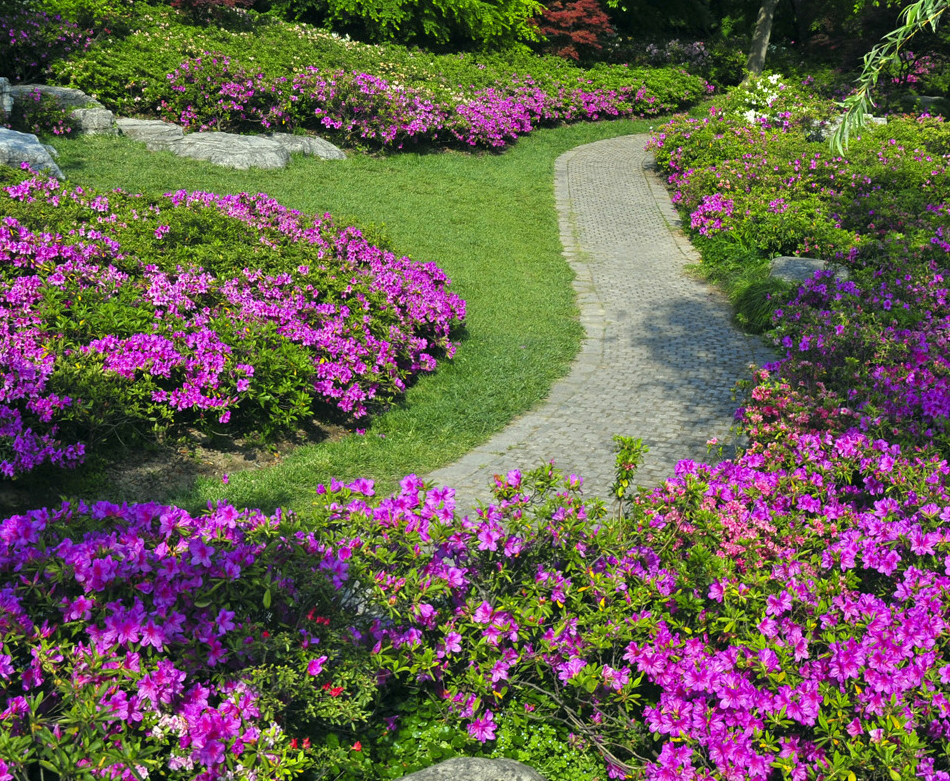 私家花园最适合种什么树,养什么花?