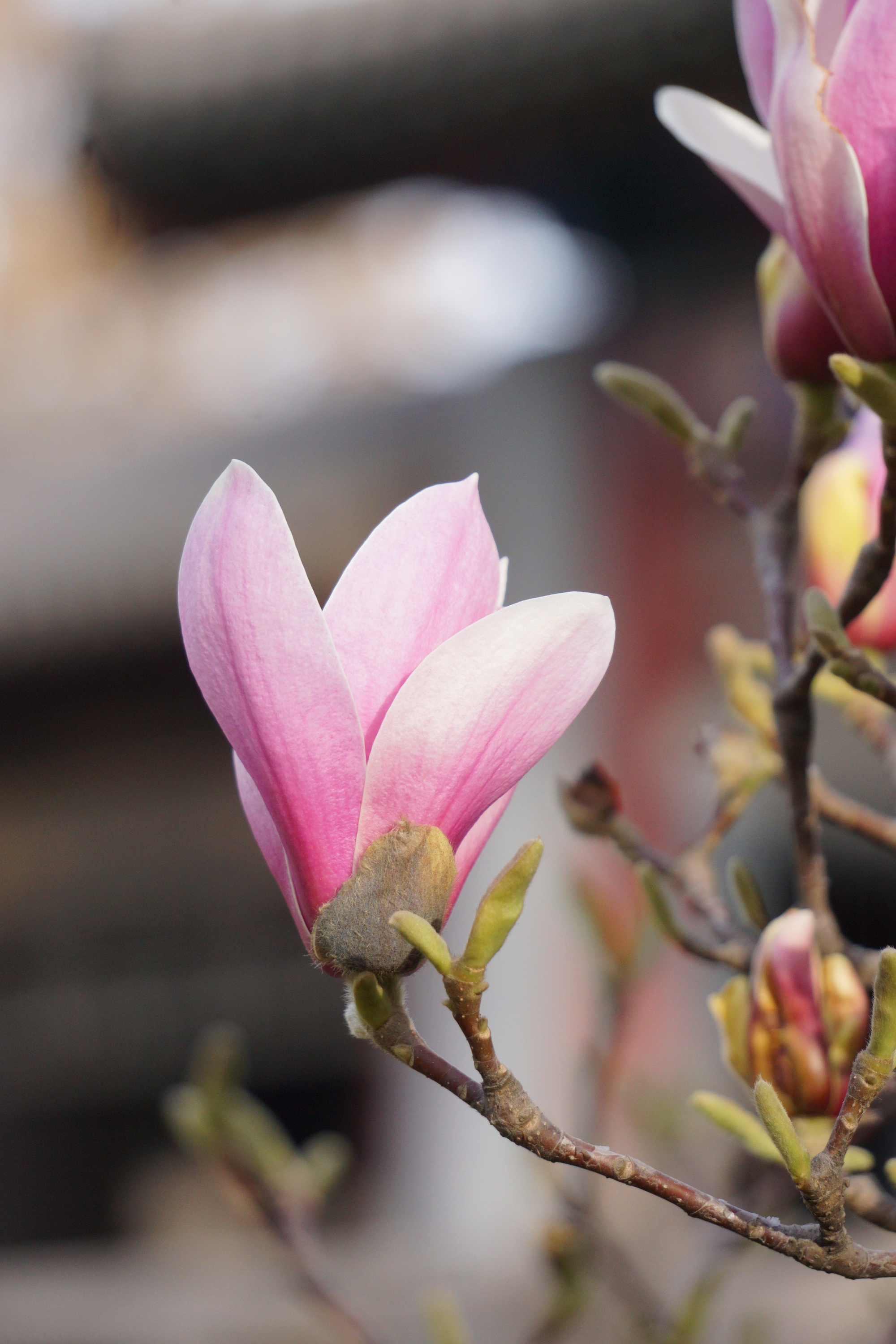 五色光影摄影杂谈:准备拍玉兰花吧