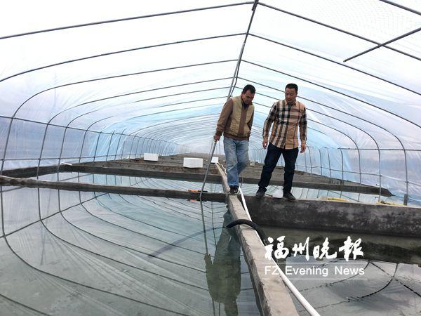 "三段法"养殖金鱼成"精" 养殖池年产值翻数倍