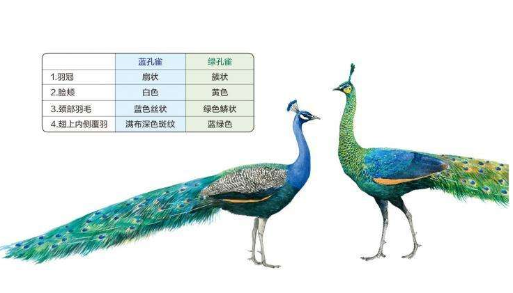 通常被称为"孔雀"的鸟类,有两种:一种是常见的,另一种是濒临灭绝的.