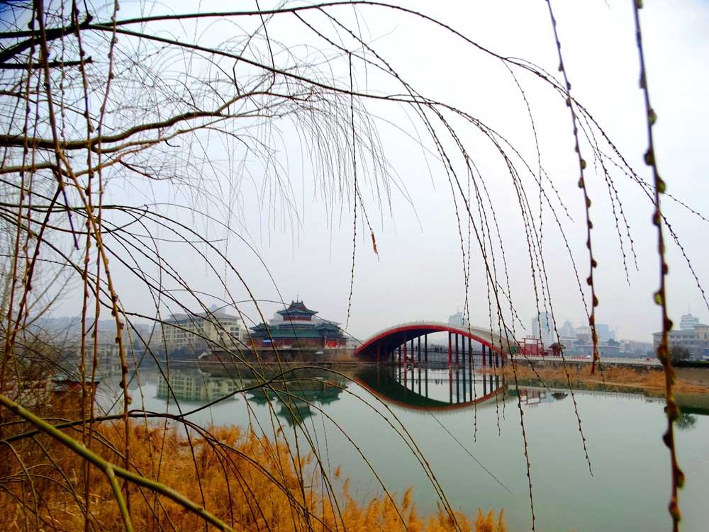 河南开封:春柳吐新芽