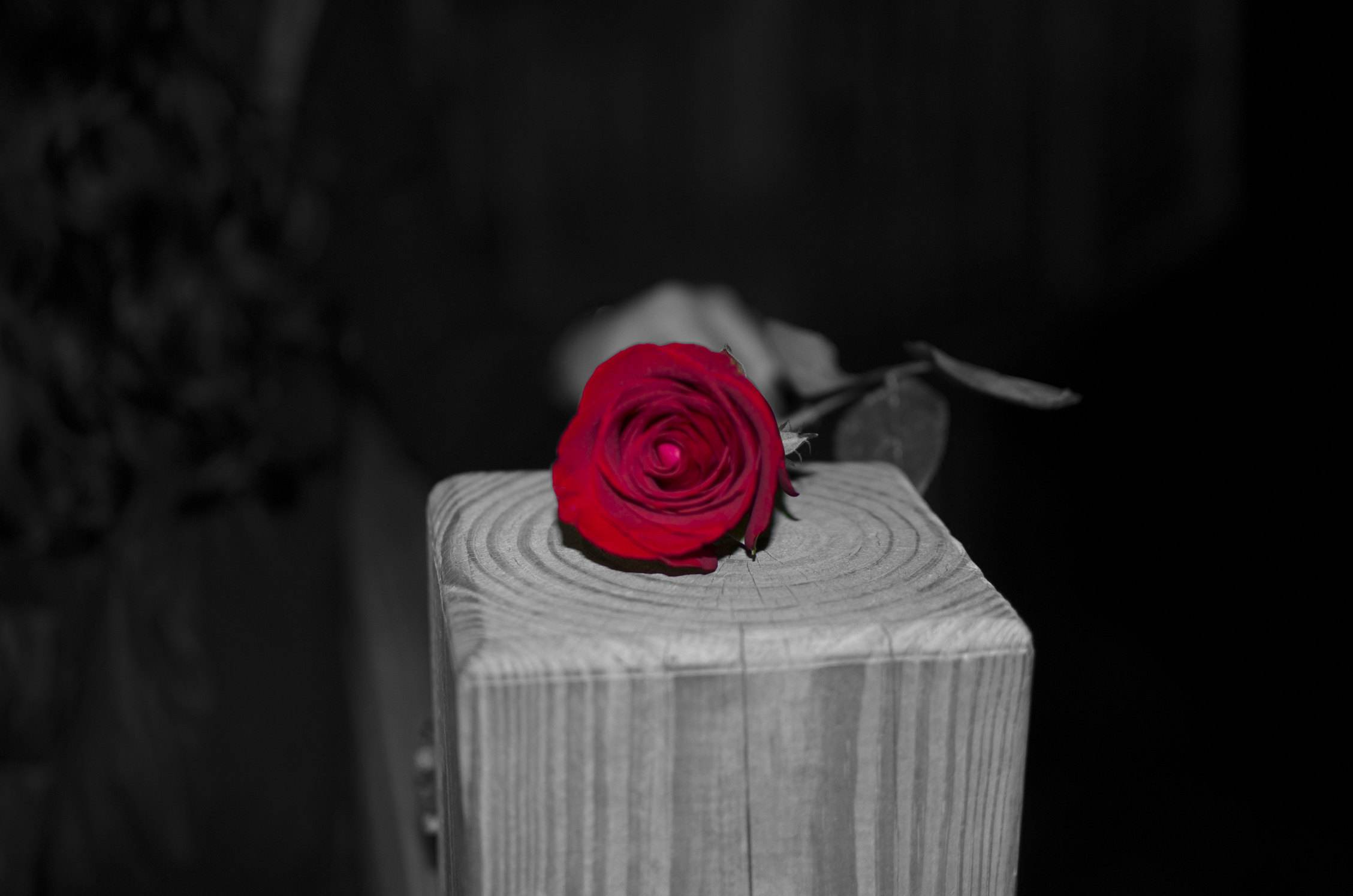 《红与黑》:于连求死之谜