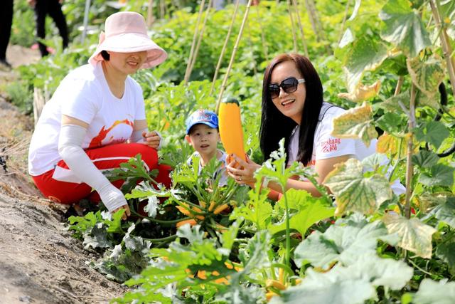 新疆博湖县乡村果蔬采摘季新疆博湖县乡村果蔬采摘季摘出村民幸福路