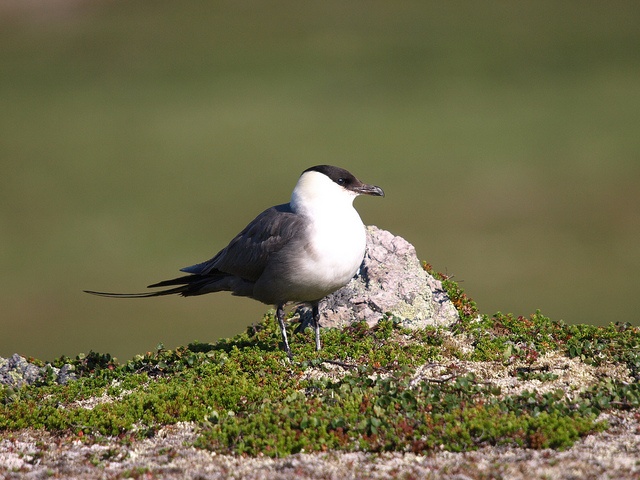 动物知识普及——长尾贼鸥