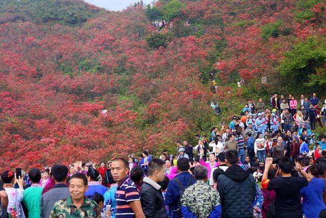 广西融水:元宝山上映山红