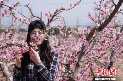 无锡阳山万亩桃林花盛开 游人赴"花约"拍照忙