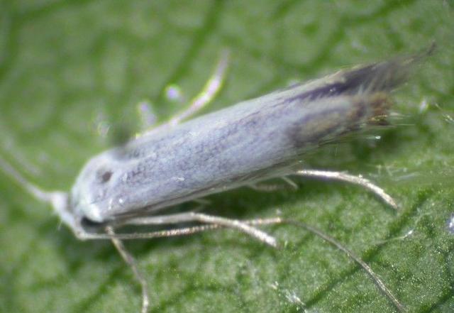 气温升高,虫害繁殖速度快!桃树潜叶蛾的防治技术必须落实到位!