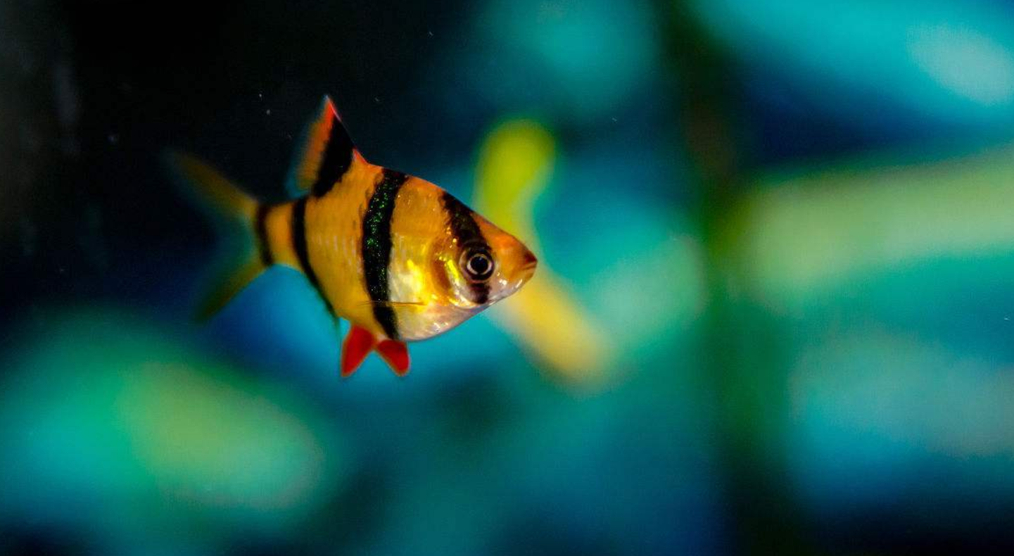 虎皮魚飼養的基本問題介紹,輕鬆掌握餵養技巧