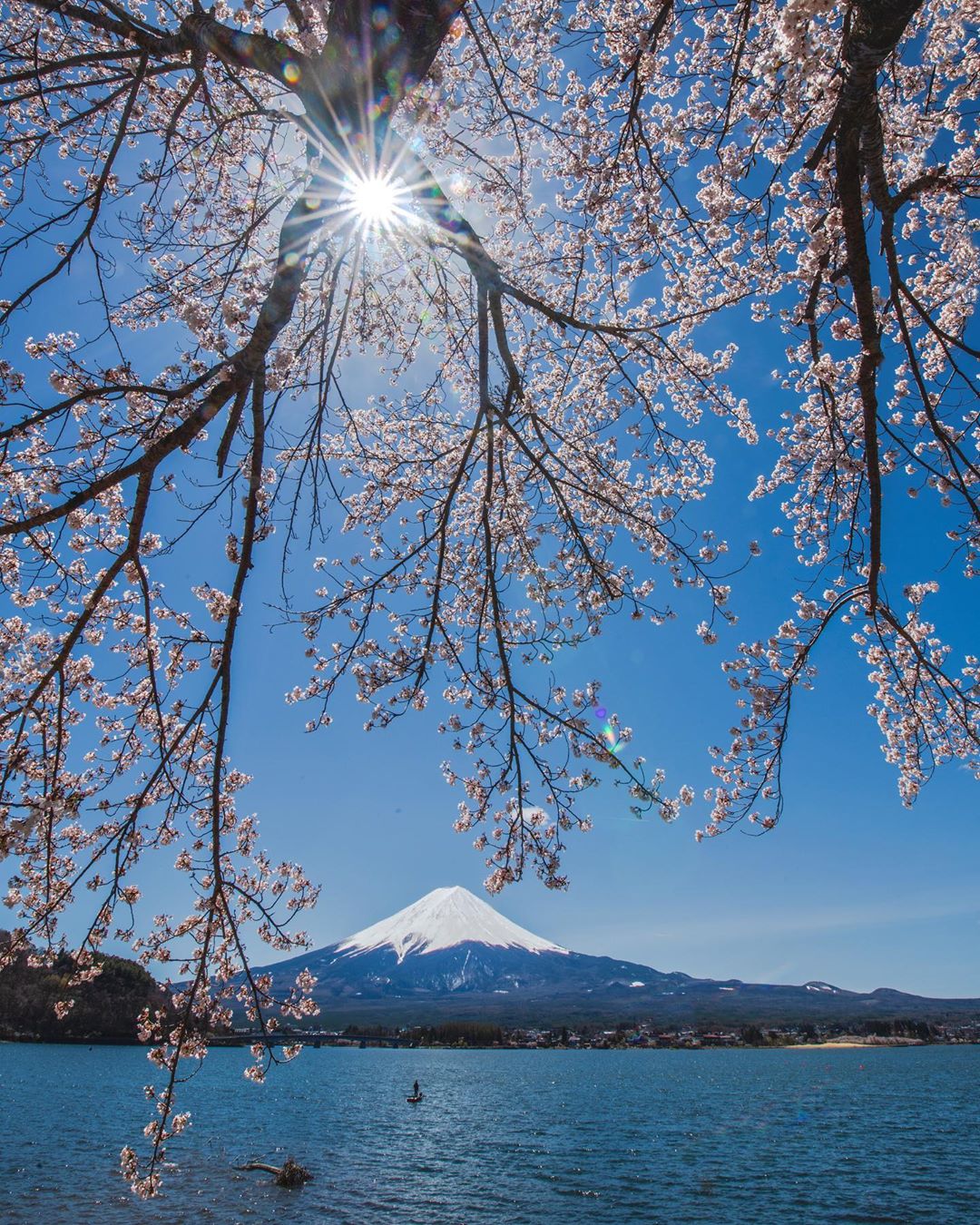 富士山樱花湖泊标准图图片