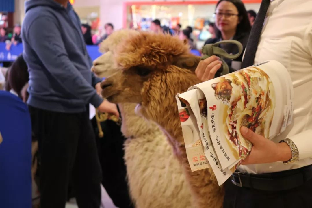 11月24日,天津遠洋未來廣場五週年店慶精彩呈現