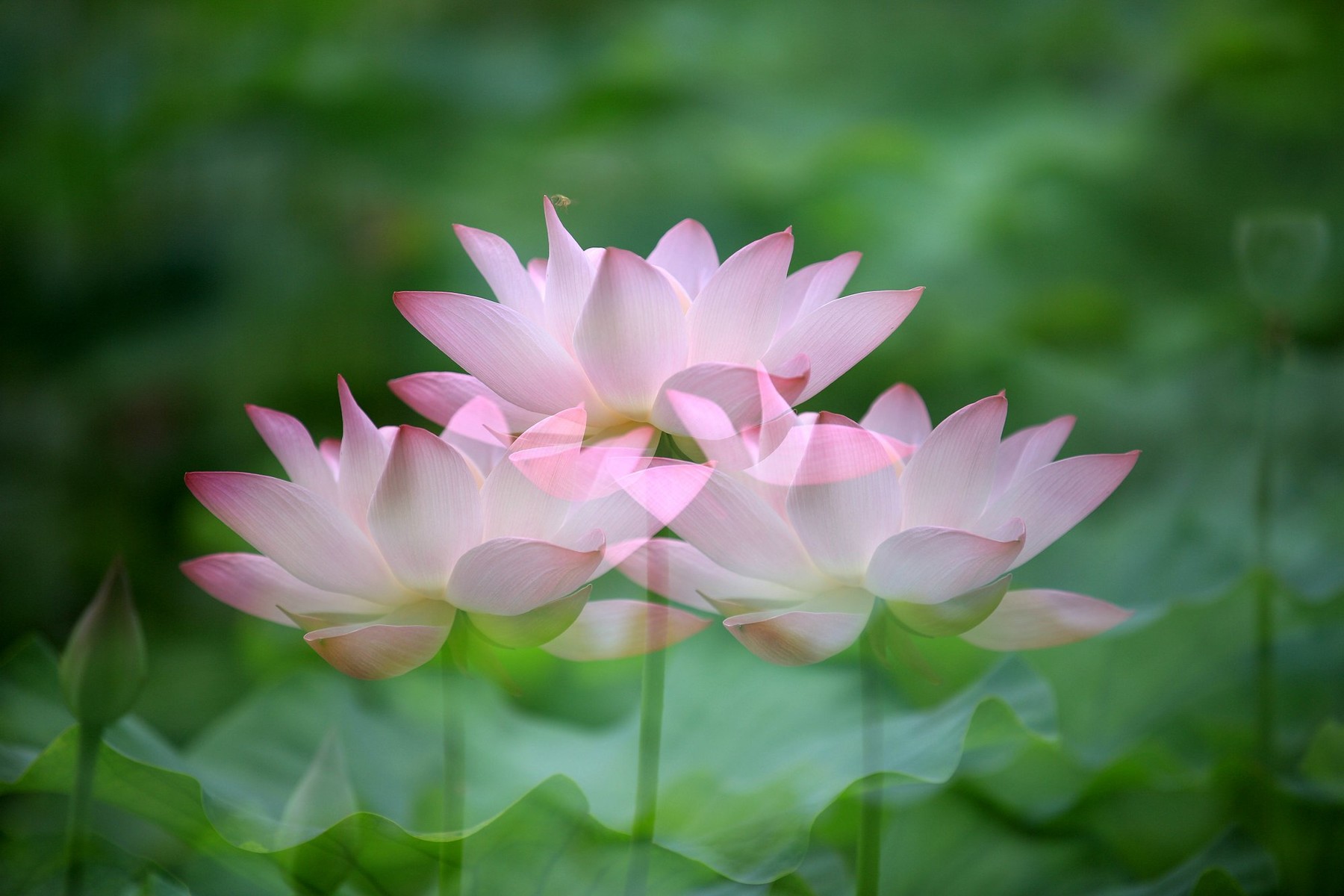 生态摄影:多重曝光拍摄的荷花