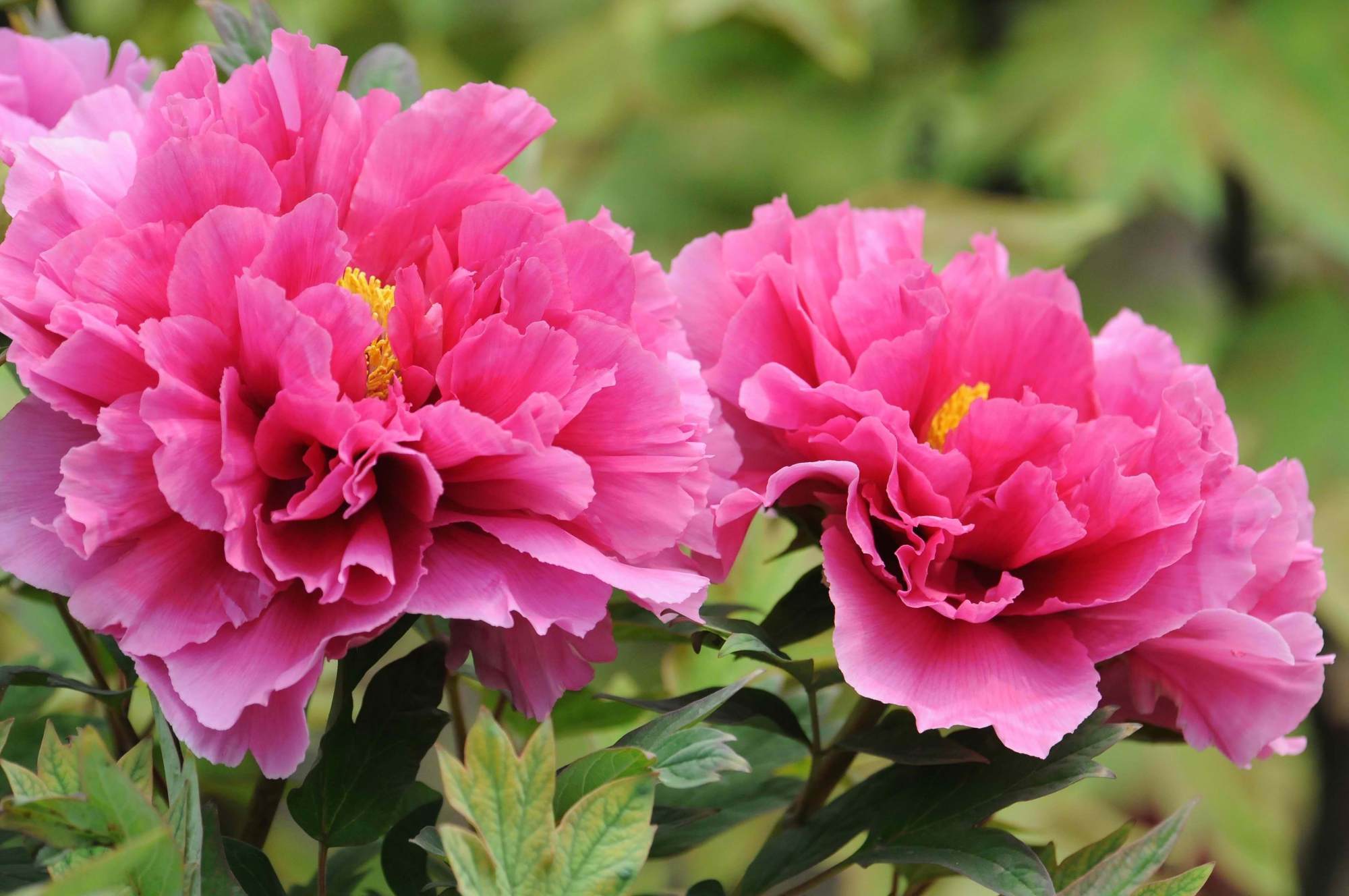 中国十大名花,梅花,莲花,菊花入选,你知道还有哪七种花入选吗