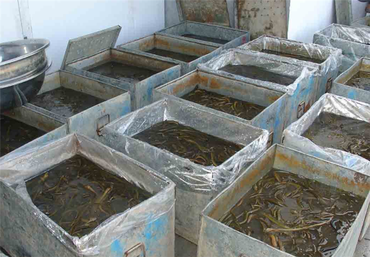 室内水箱养殖黄鳝图片