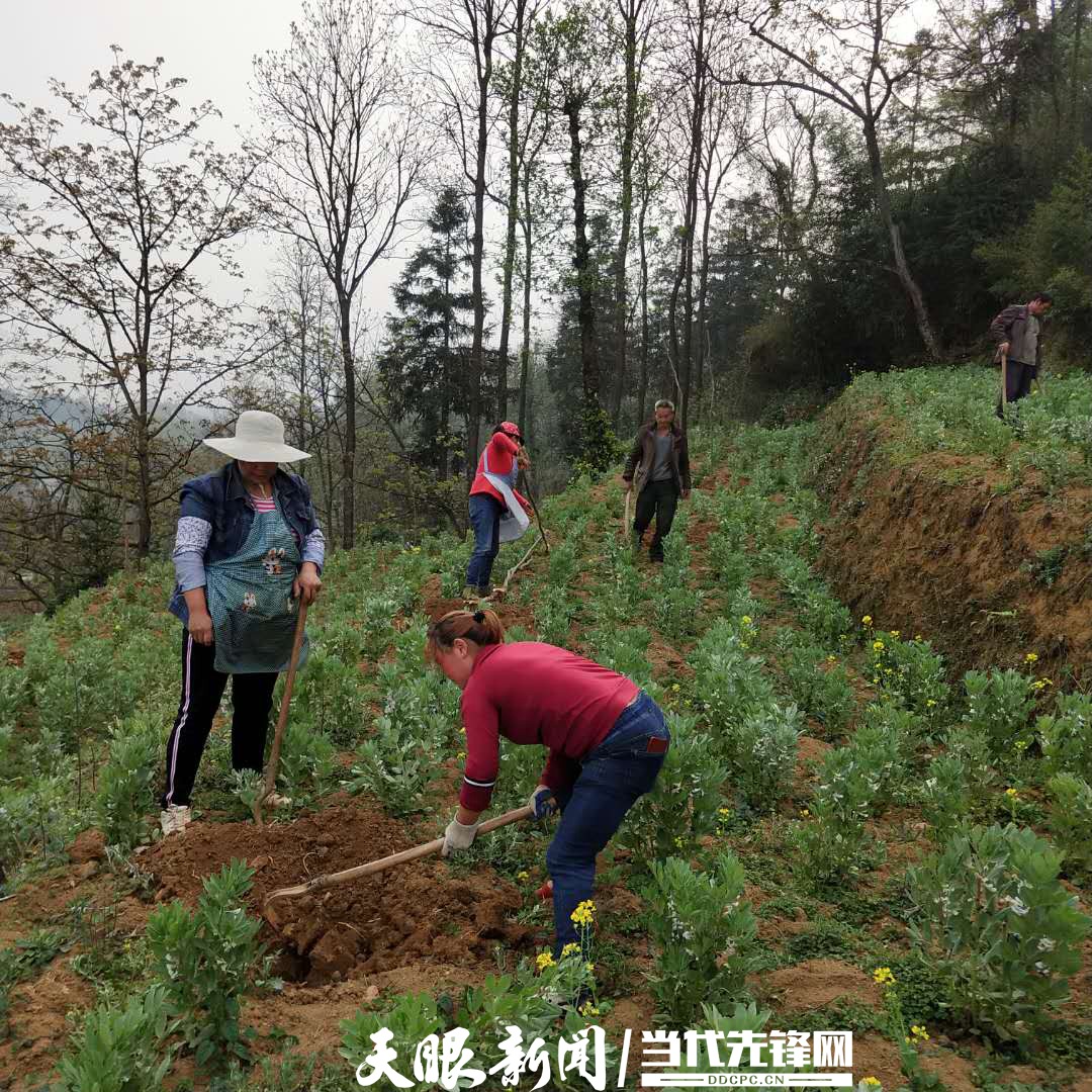 织金鸡场乡:党建引领 推进皂角规范化种植