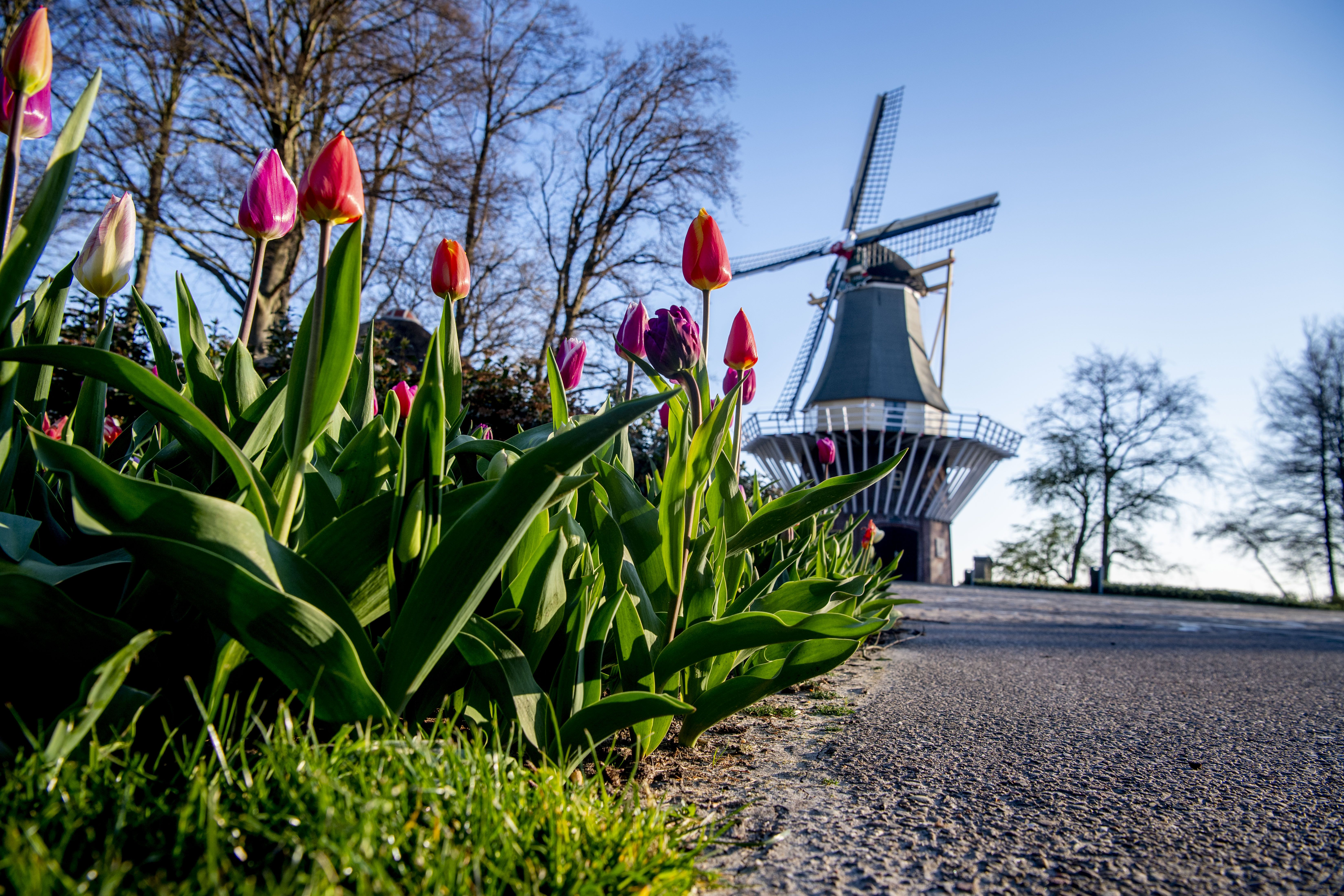 荷兰库肯霍夫公园:郁金香开 游人不再(6)