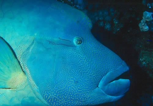 波纹唇鱼你了解吗?看看这些再说话